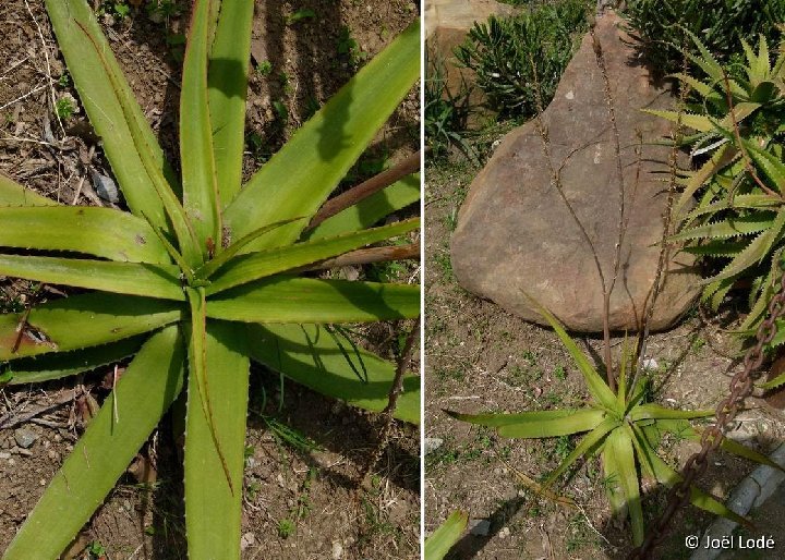 Aloe sp 8 (Benalmadena) P1120518